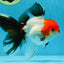 A Grade Tricolor Oranda Male 5 inches #080825OR_05