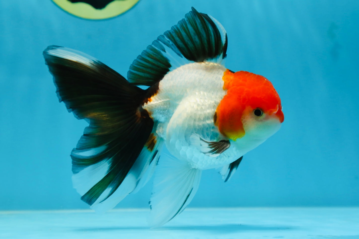 A Grade Tricolor Oranda Male 5 inches #080825OR_05