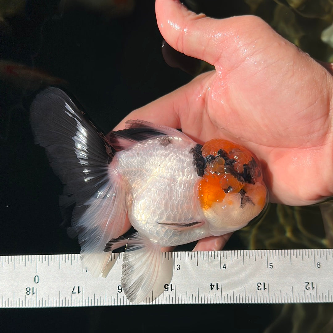 Oranda tricolor hembra de grado AAA de 5 pulgadas n.° 0825OR_04