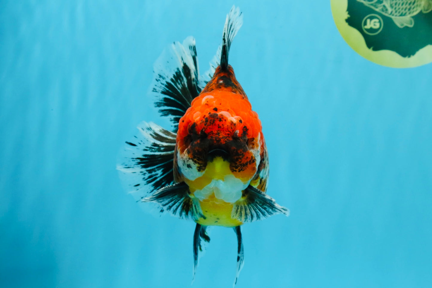 CHUNKY SUPER AAA Grade Godzilla Calico Oranda Male 6.5-7 inches #032726OR_07