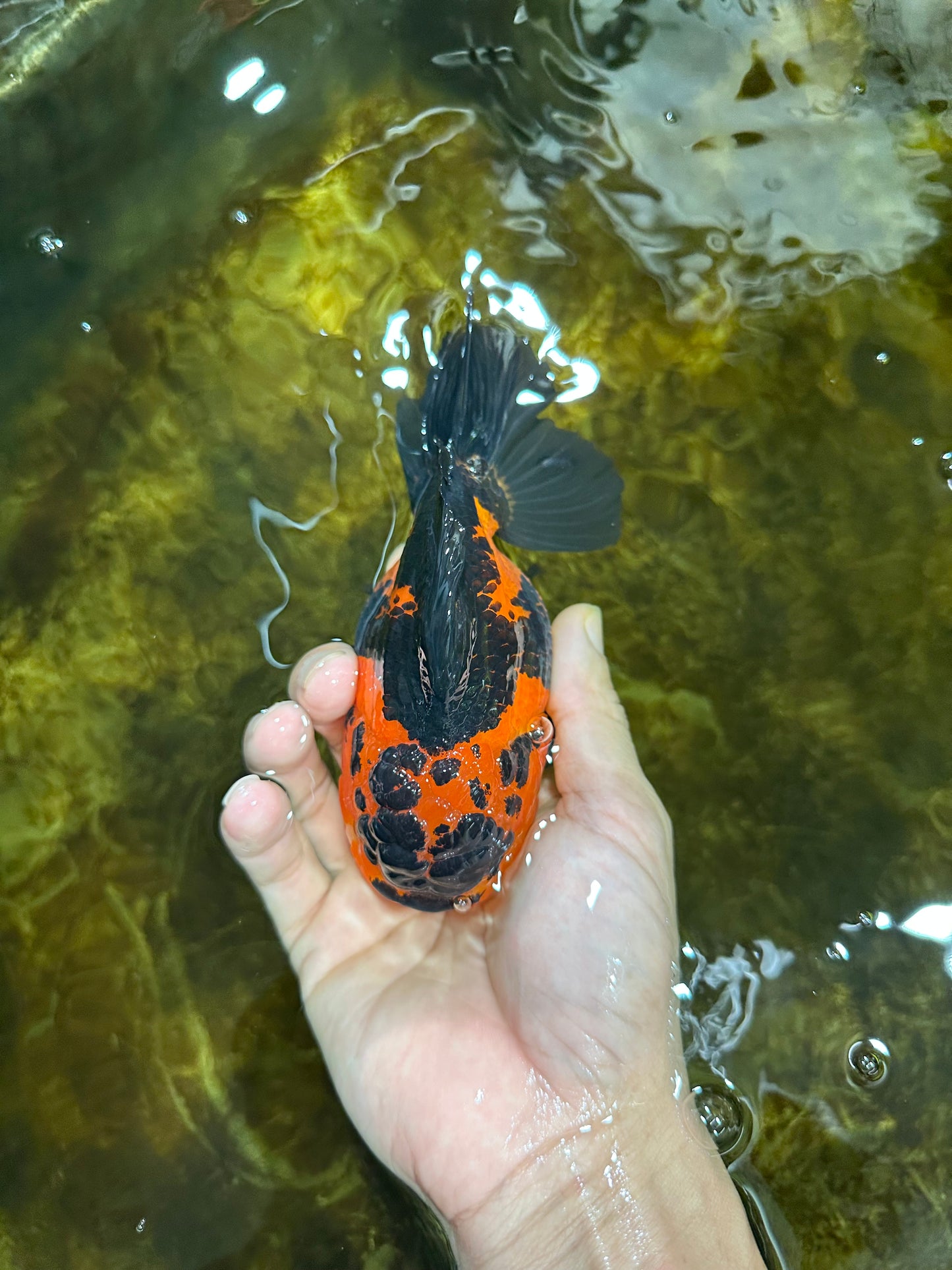 AAA Grade FIRE Apache Yuanbao Female 5-5.5 inches #091925YB_19