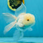 A Grade White Oranda Male 5 inches #121324OR_22