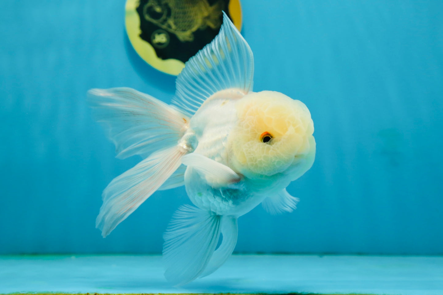 A Grade White Oranda Male 5 inches #121324OR_22