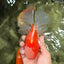 CHONKY A Grade Red White Oranda Male 6 inches #081426OR_06