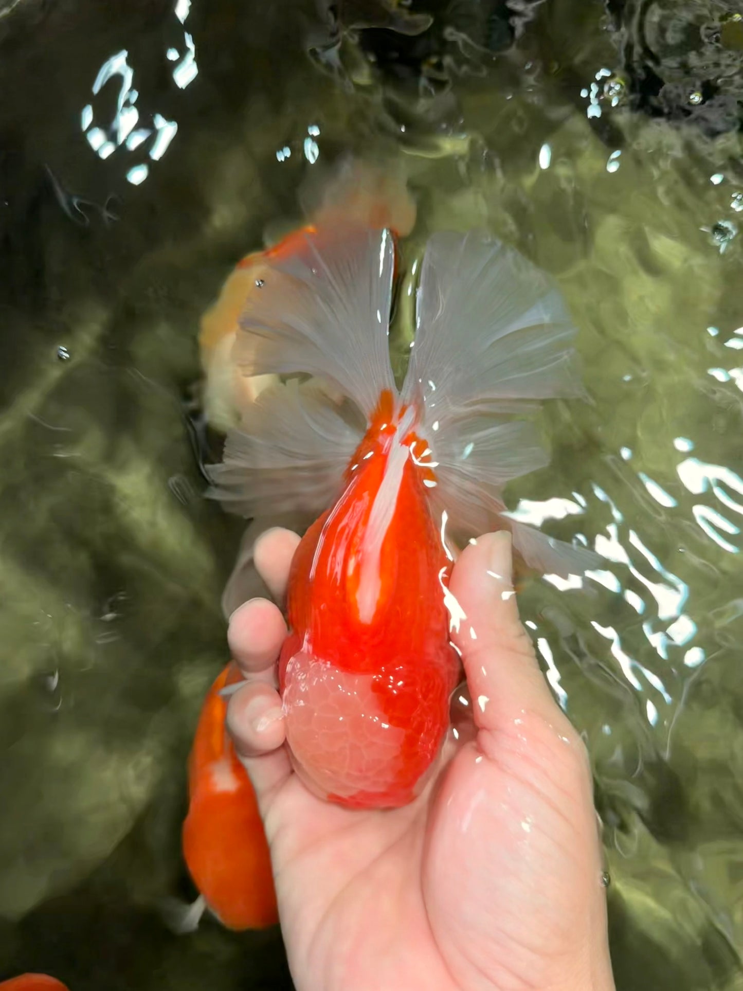 CHONKY A Grade Red White Oranda Male 6 inches #081426OR_06