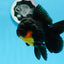 Femelle Apache Oranda de qualité AAA 5 pouces #0913OR_18