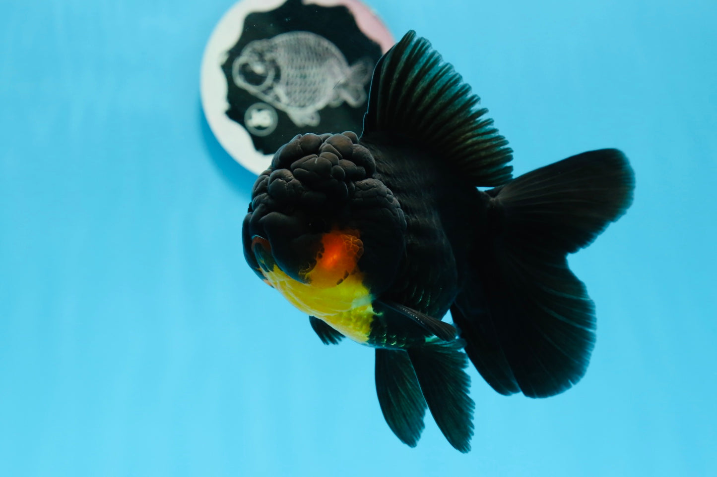 AAA Grade Apache Oranda Female 5 inches #0913OR_18