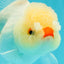 Tricolor Pompom Red Nose Oranda Female 5.5 inches #111524OR_17