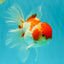 A Grade Kohaku Red White Oranda Male 5.5-6 inches #082126OR_02