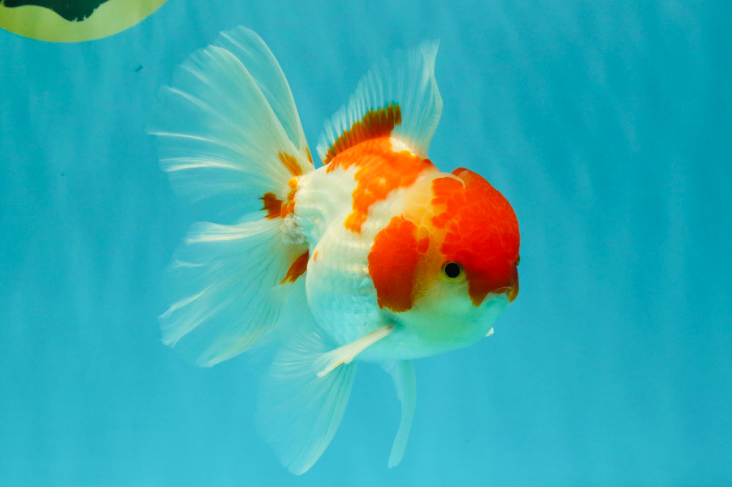 A Grade Kohaku Red White Oranda Male 5.5-6 inches #082126OR_02