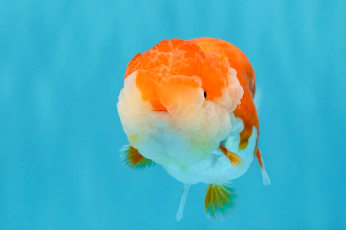 A Grade Red White LionQueen 4-4.5 inches #032726LC_14