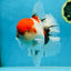 AAA Grade Young Godzilla Sakura Oranda Male 6 inches #080825OR_21