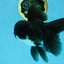 BATMAN A Grade Panda Oranda Male 5.5-6 inches #111425OR_19