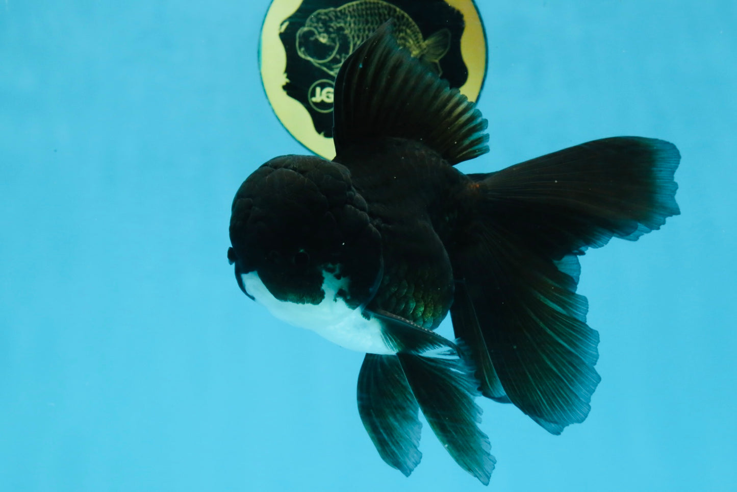 BATMAN A Grade Panda Oranda Male 5.5-6 inches #111425OR_19
