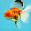 GODZILLA AAA Grade Butterfly Tail Red White Sakura Oranda Male 5.5 inches #1004OR_20