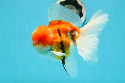 GODZILLA AAA Grade Butterfly Tail Red White Sakura Oranda Male 5.5 inches #1004OR_20