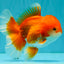 A Grade Red White Oranda Male 5.5-6 inches #041726OR_13