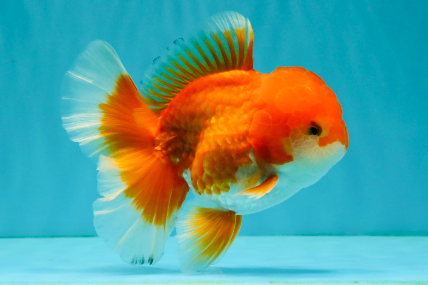 A Grade Red White Oranda Male 5.5-6 inches #041726OR_13