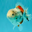 Calico Yuanbao Male 5.5 inches #051526YB_05