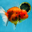 AAA Grade JUMBO Tiger Oranda Female 6-6.5 inches #062025OR_24