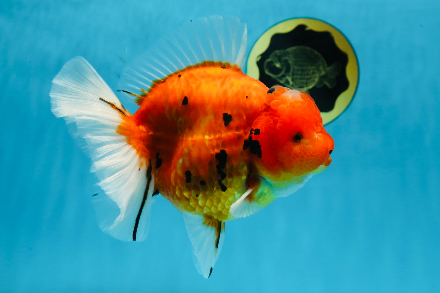 AAA Grade JUMBO Tiger Oranda Female 6-6.5 inches #062025OR_24
