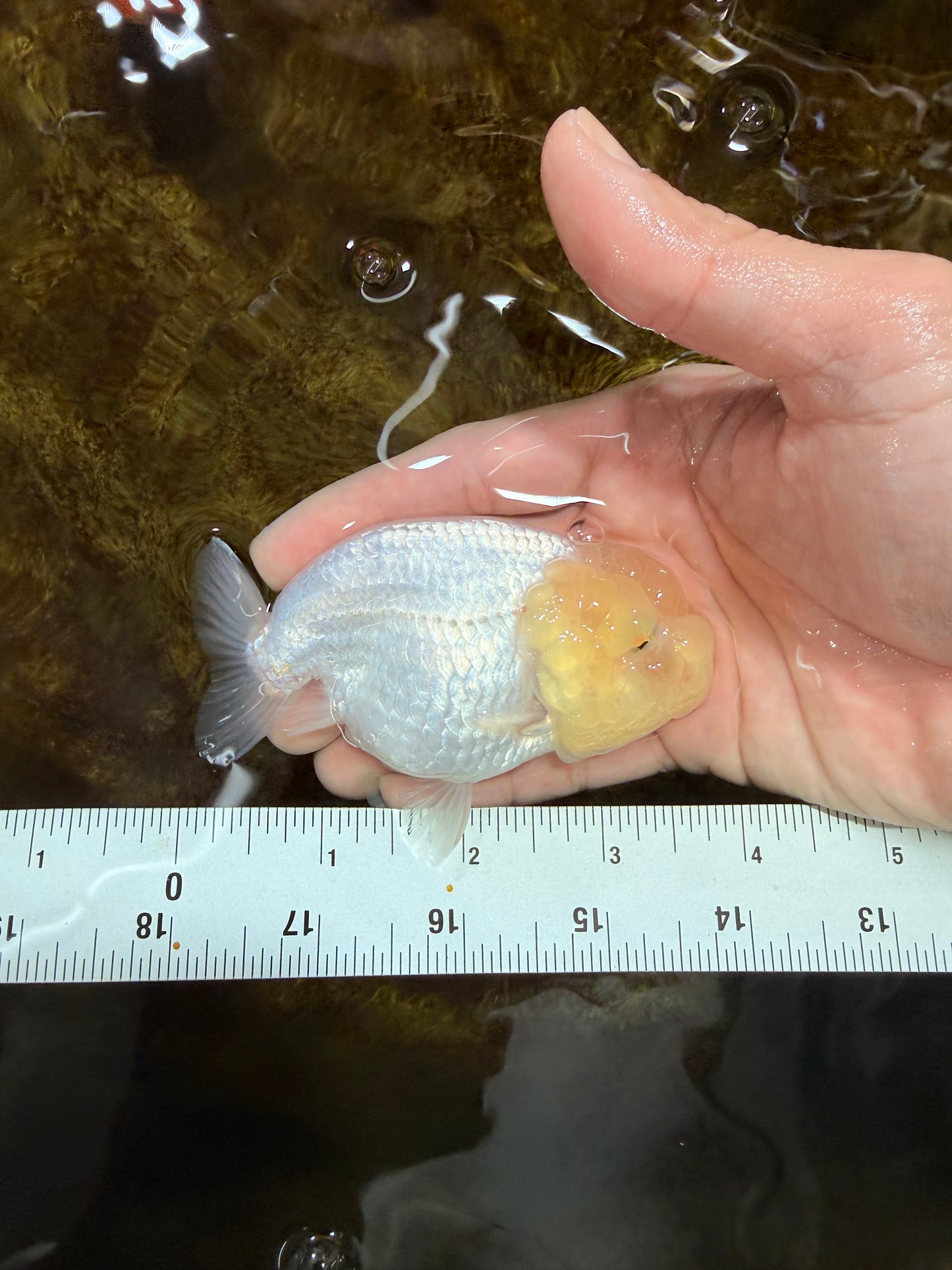 A Grade White LionQueen 3.5-4 inches #112125LC_07