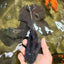 A Grade Broadtail Black Oranda Male 6.5-7 inches #101626OR_20