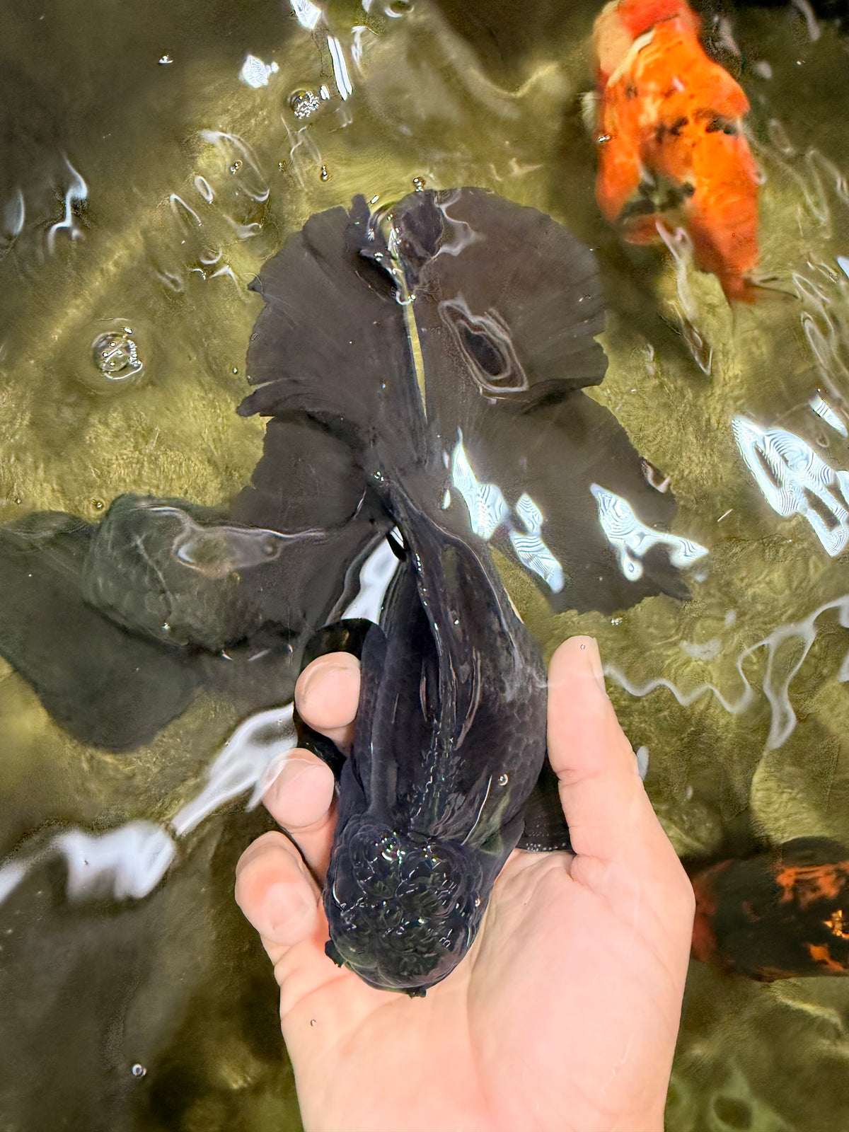 A Grade Broadtail Black Oranda Male 6.5-7 inches #101626OR_20