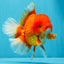 JUMBO A Grade Red White Oranda Male 7 inches #041026OR_03