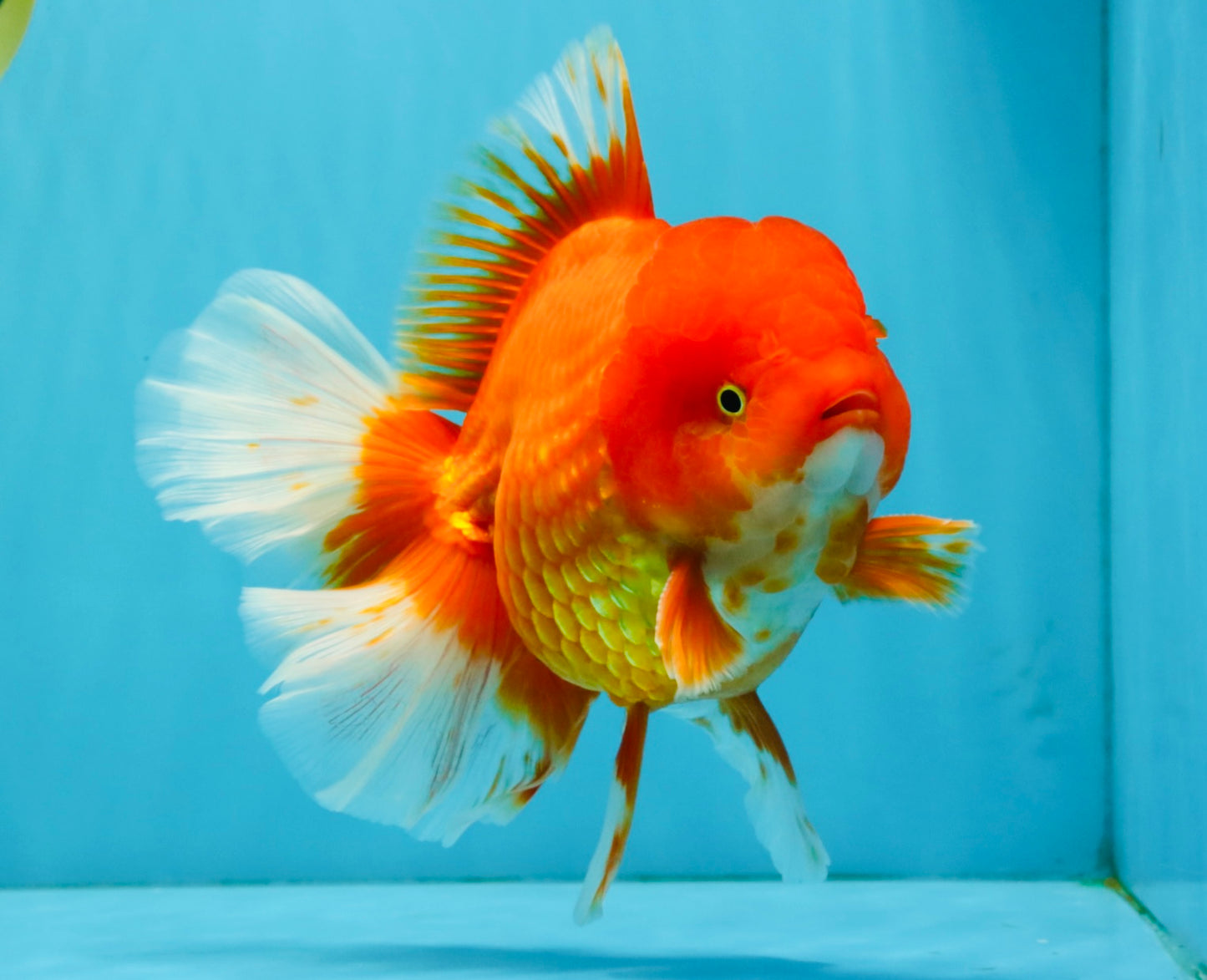 JUMBO A Grade Red White Oranda Male 7 inches #041026OR_03