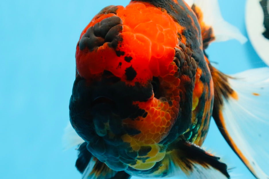 AAA Grade Special Tiger Oranda Male 6-6.5 inches #0913OR_20