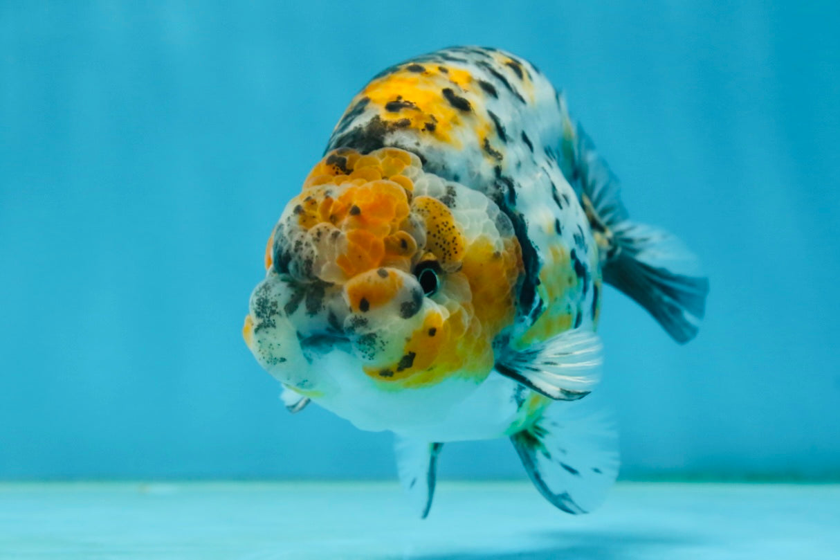 A Grade Tricolor Tiger LionKing 4.5-5 inches #062725LC_02