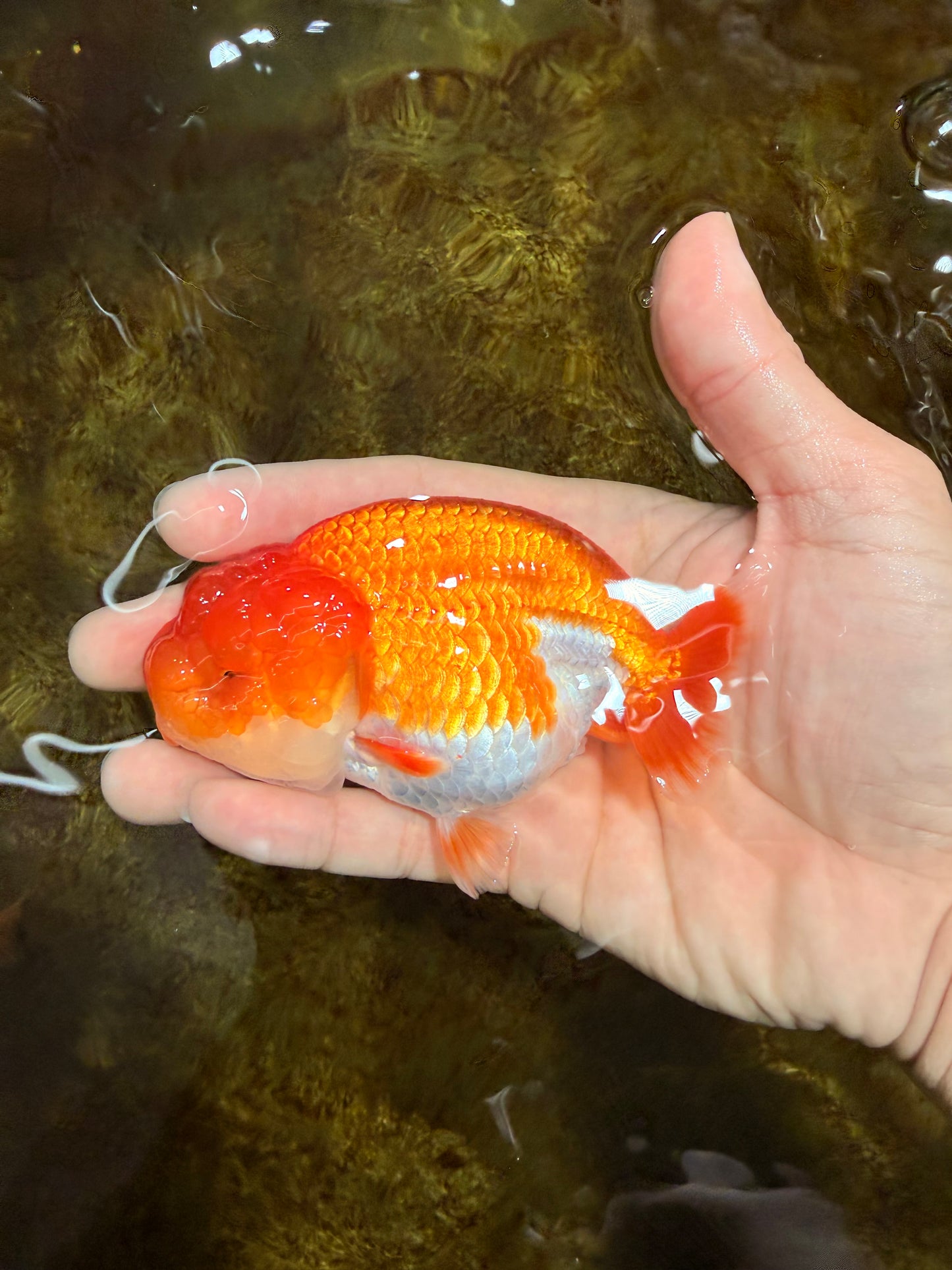 AAA Grade Red White LionQueen 4 inches #103125LC_22