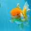 Orange White Oranda Female 5.5 inches #071125OR_07