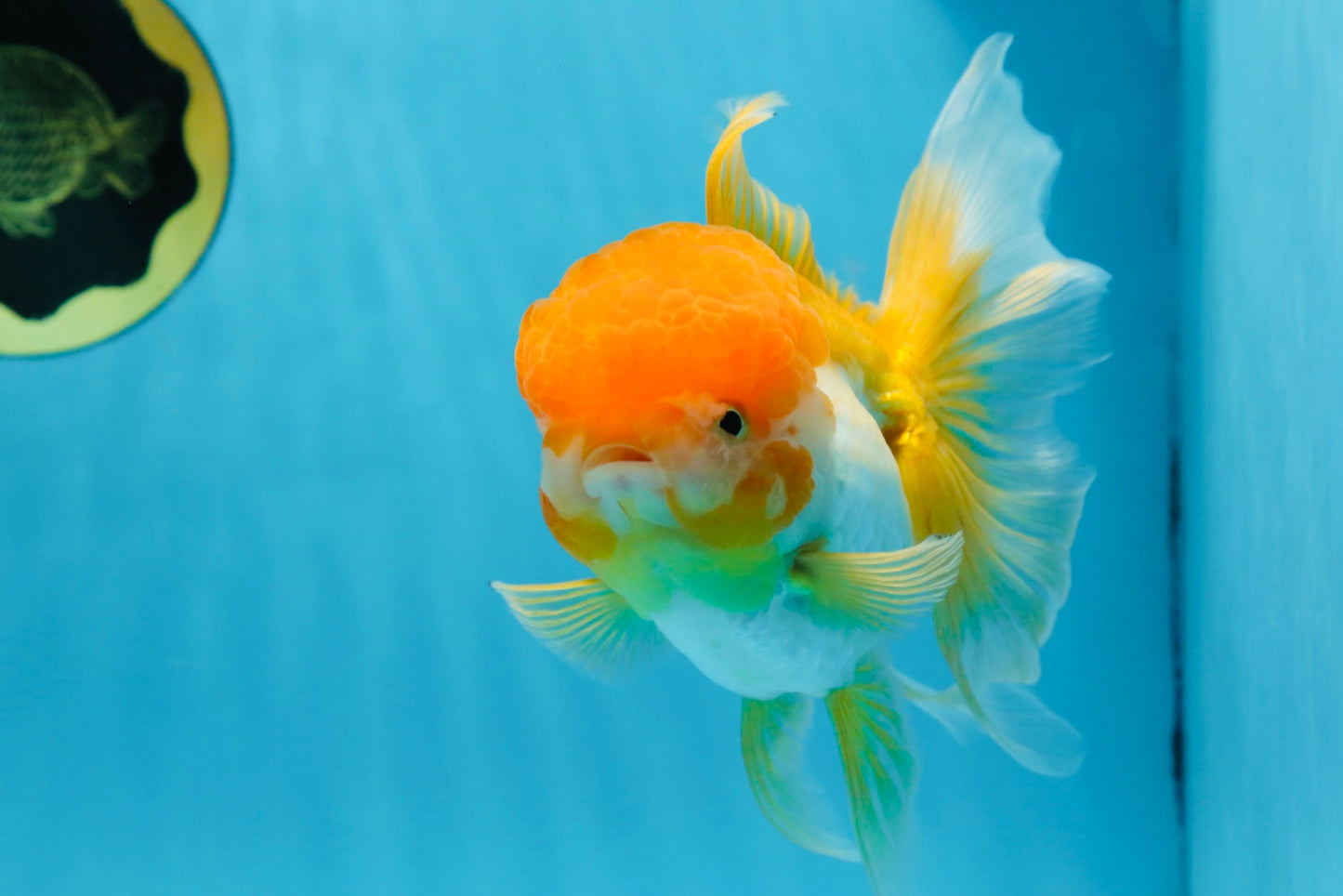 Orange White Oranda Female 5.5 inches #071125OR_07