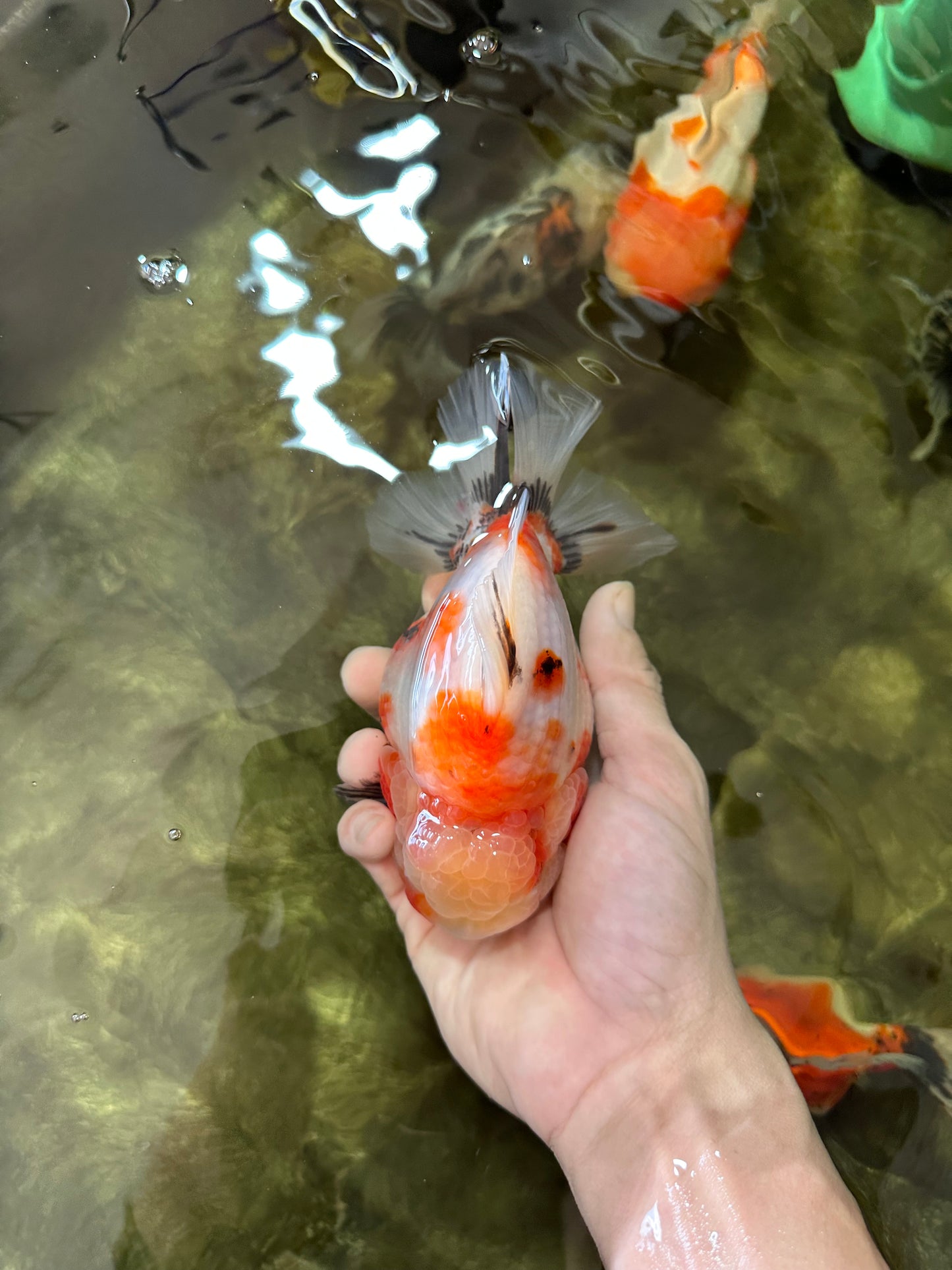 AAA Grade Big Body Godzilla Sakura Button Eyes Yuanbao Female 5-5.5 inches #051625YB_14