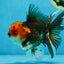 A Grade FANCY Tricolor Oranda Male 5.5 inches #082925OR_05