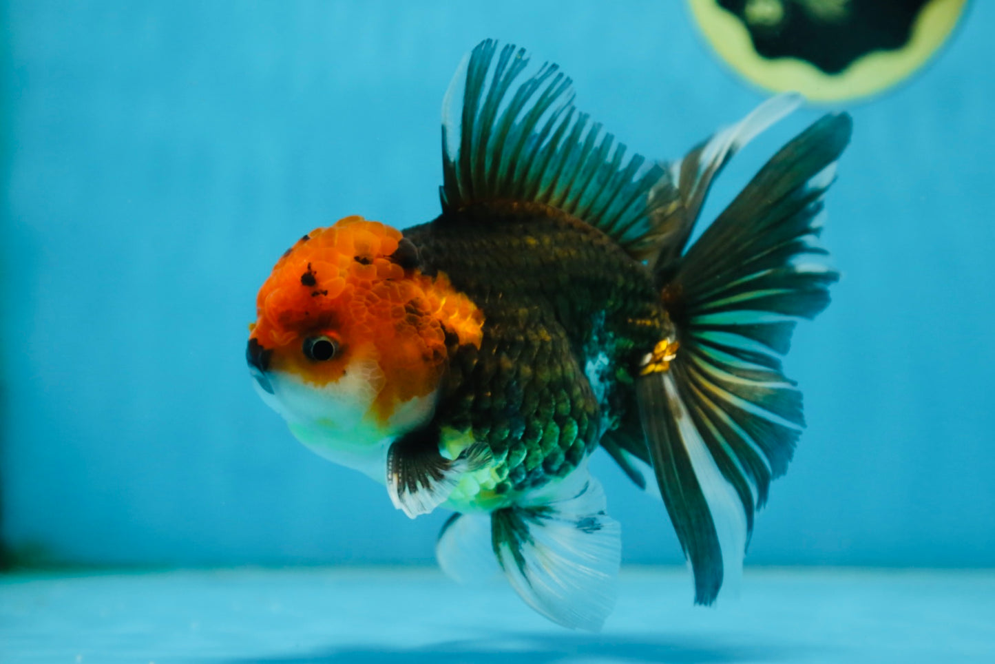 A Grade FANCY Tricolor Oranda Male 5.5 inches #082925OR_05