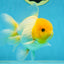 A Grade Lemonhead Oranda Male 4.5-5 inches #080125OR_25
