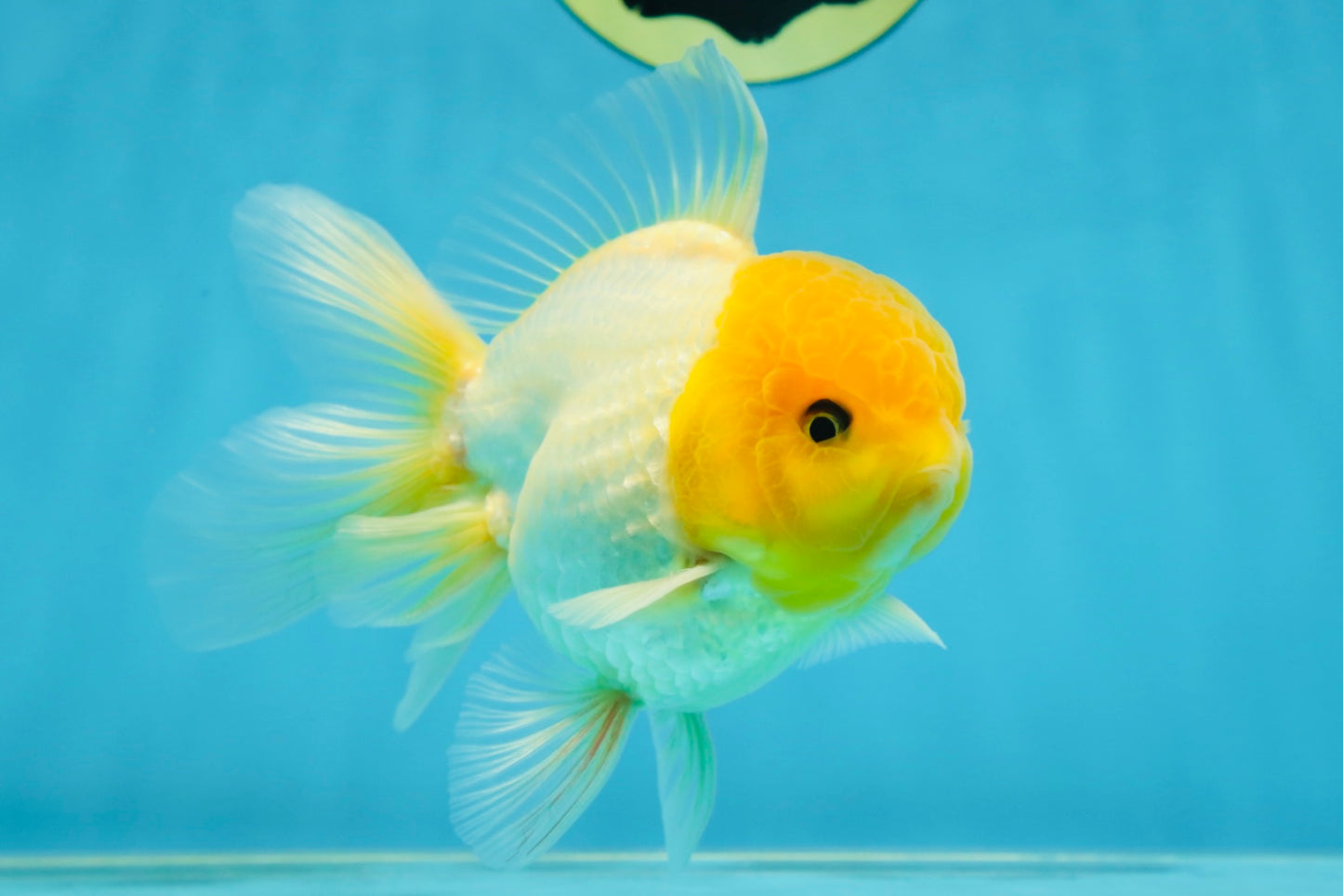 A Grade Lemonhead Oranda Male 4.5-5 inches #080125OR_25
