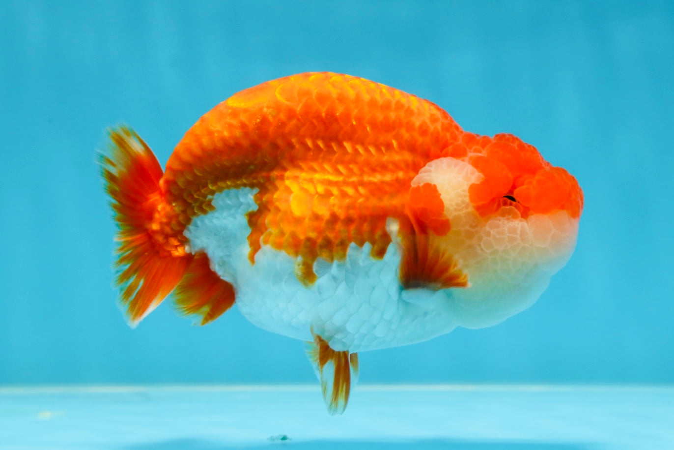 AAA Grade TOP Red White LionQueen 4.5 inches #051625LC_38