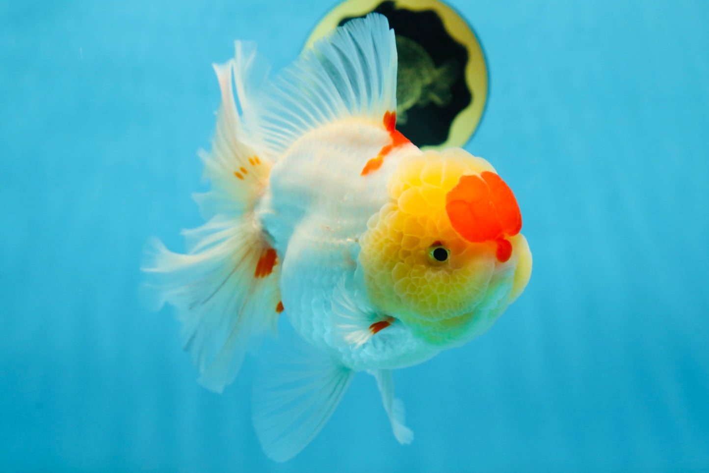 AAA Grade Godzilla Red White Oranda Female 6.5 inches #081525OR_14