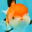 A Grade Tricolor Oranda Female 6 inches #082126OR_10
