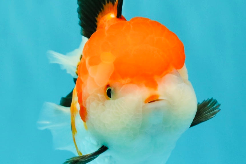 A Grade Tricolor Oranda Female 6 inches #082126OR_10