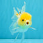 SUNNY White Oranda Female 5-5.5 inches #041026OR_08