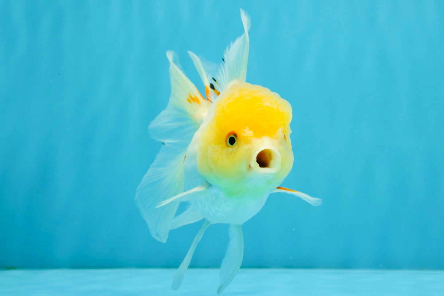 SUNNY White Oranda Female 5-5.5 inches #041026OR_08