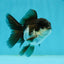 Panda Oranda Male 3-3.5 inches #1004OR_32