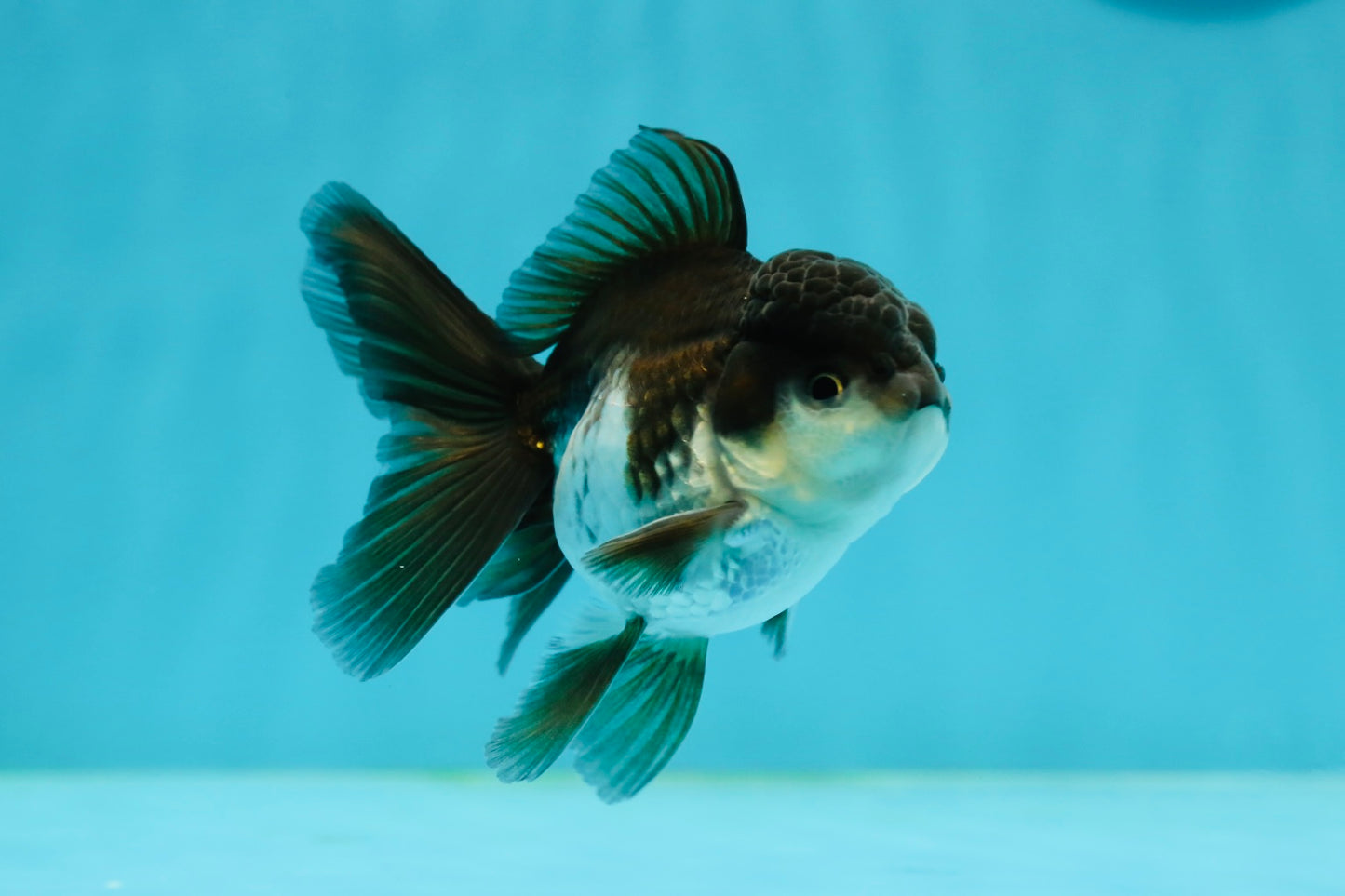 Panda Oranda Male 3-3.5 inches #1004OR_32