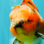 A Grade Marble Oranda Male 6 inches #072426OR_14
