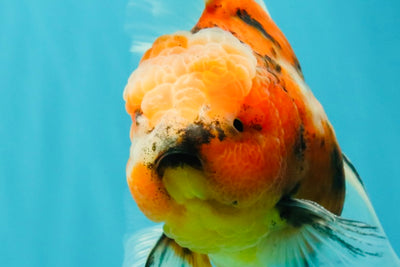 A Grade Marble Oranda Male 6 inches #072426OR_14